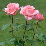 Corail Gelée / Корал желе